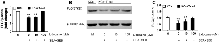 Fig. 5