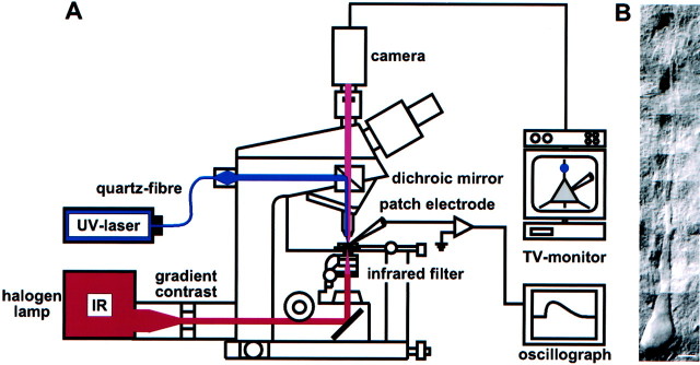 Fig. 1.