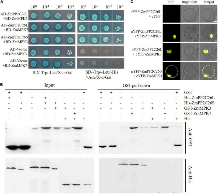 FIGURE 2