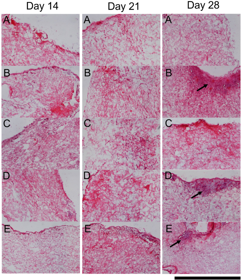 Fig. 6