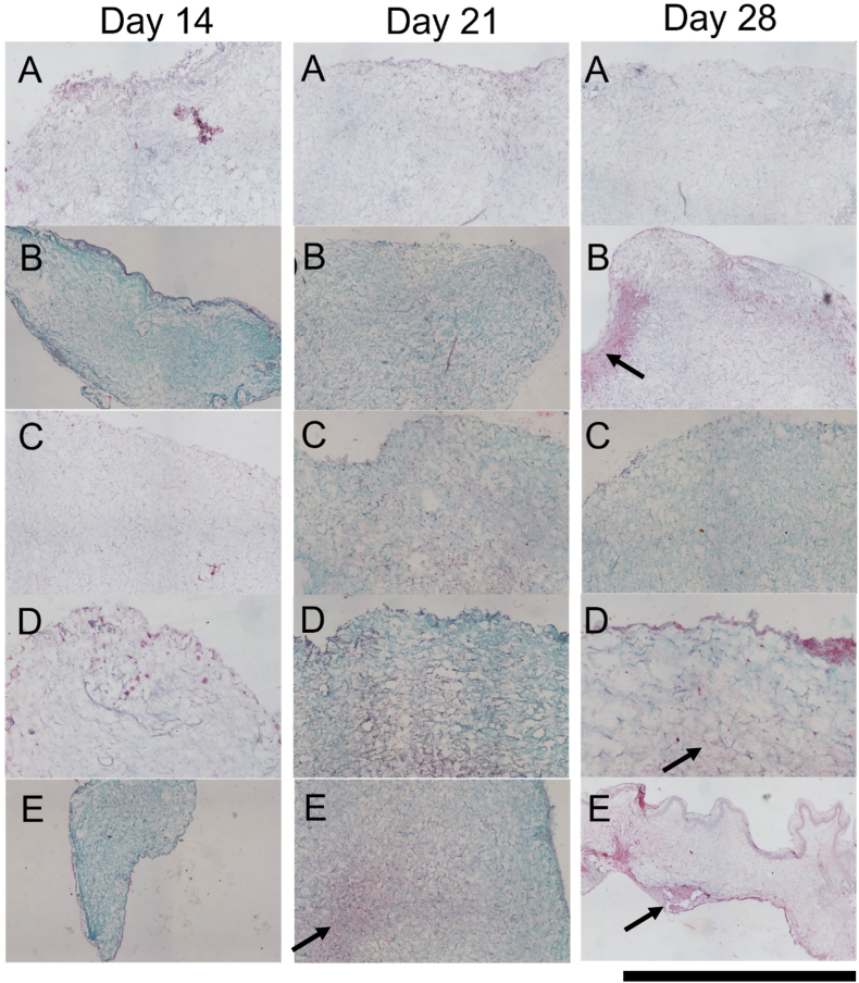 Fig. 7