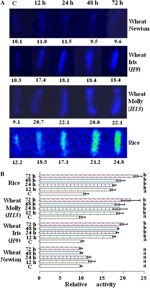 Figure 5.