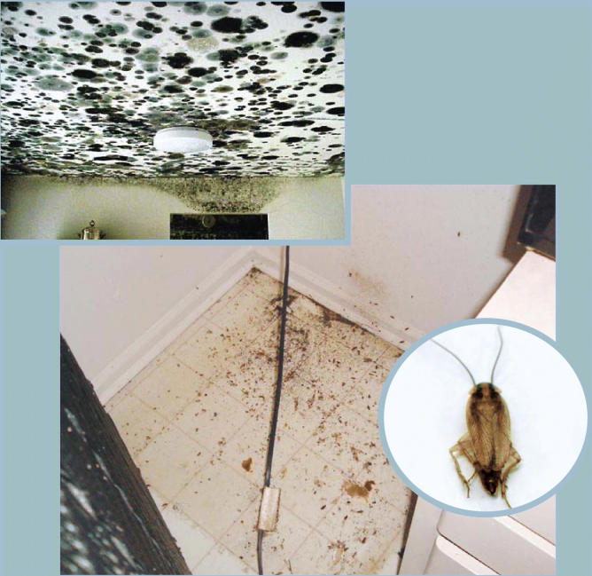 It came from within. Some of the worst home health hazards, such as the black mold crawling across the ceiling of an apartment (left) and the cockroach droppings blanketing the floor behind a refrigerator (below), arise inside homes that are poorly maintained or designed. Indoor mold and cockroach antigens have both been associated with worsened asthma and other adverse health effects.