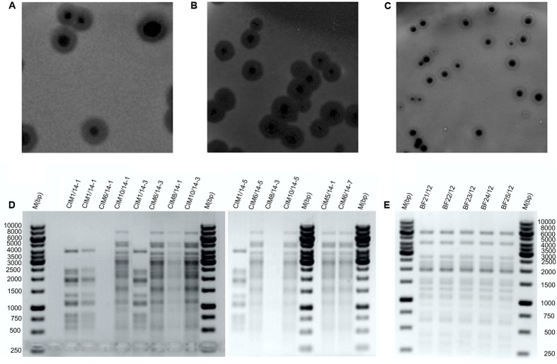 FIGURE 1