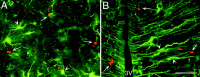 Fig. 9.