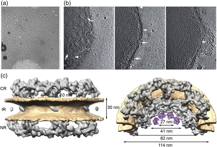 Fig. 2