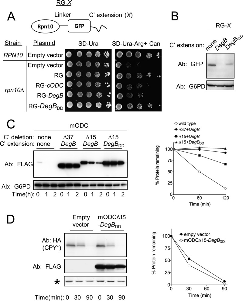 FIGURE 4.