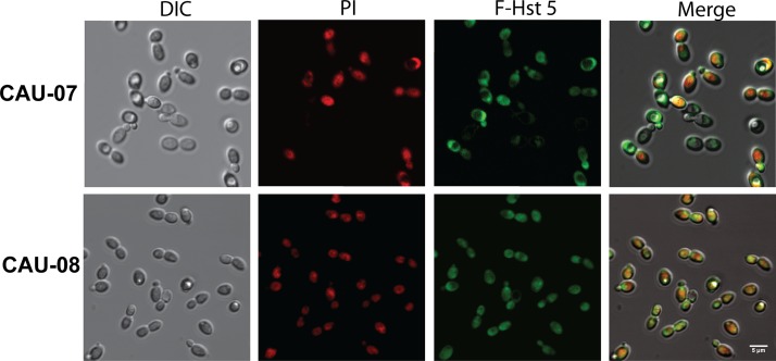 FIG 3