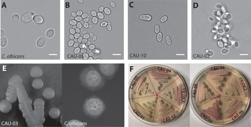 FIG 1