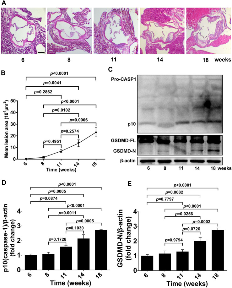 FIGURE 1