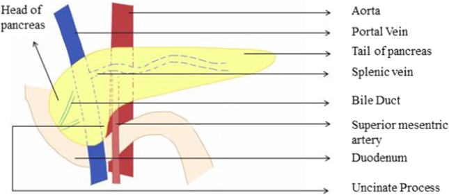 Splenectomy and Distal Pancreaticosplenectomy: Surgical Anatomy and ...