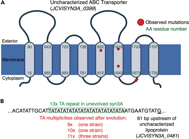 Figure 2