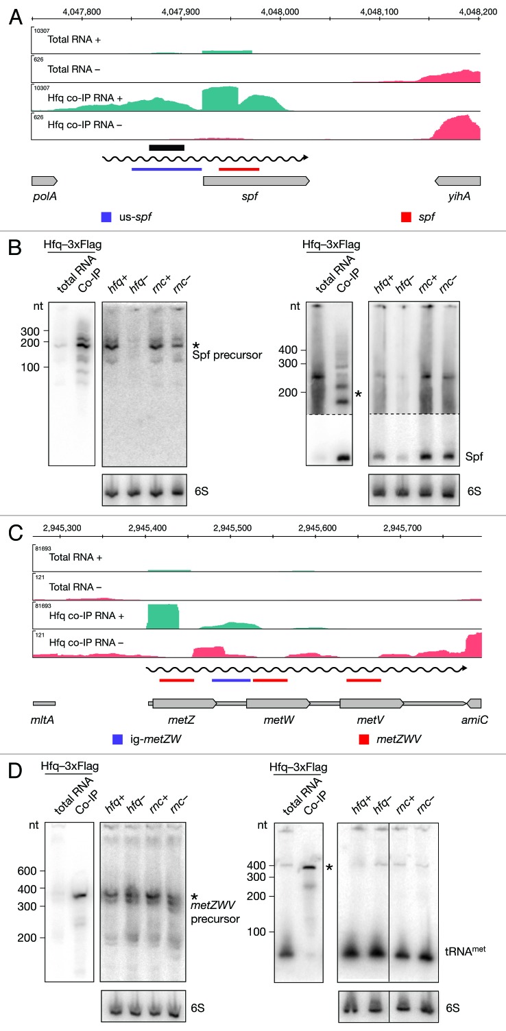 graphic file with name rna-11-641-g5.jpg