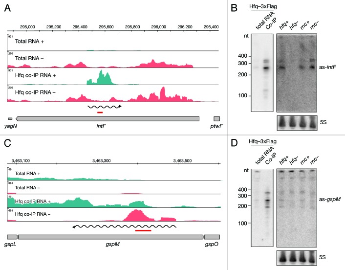 graphic file with name rna-11-641-g3.jpg