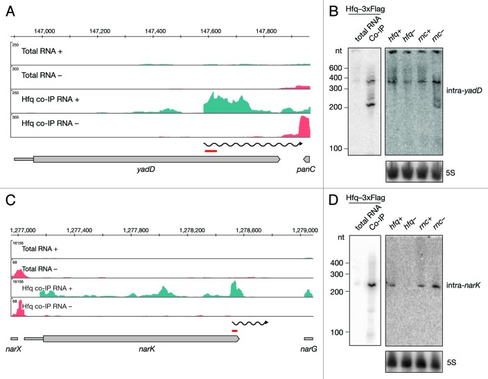 graphic file with name rna-11-641-g4.jpg