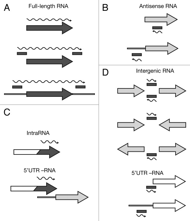 graphic file with name rna-11-641-g2.jpg