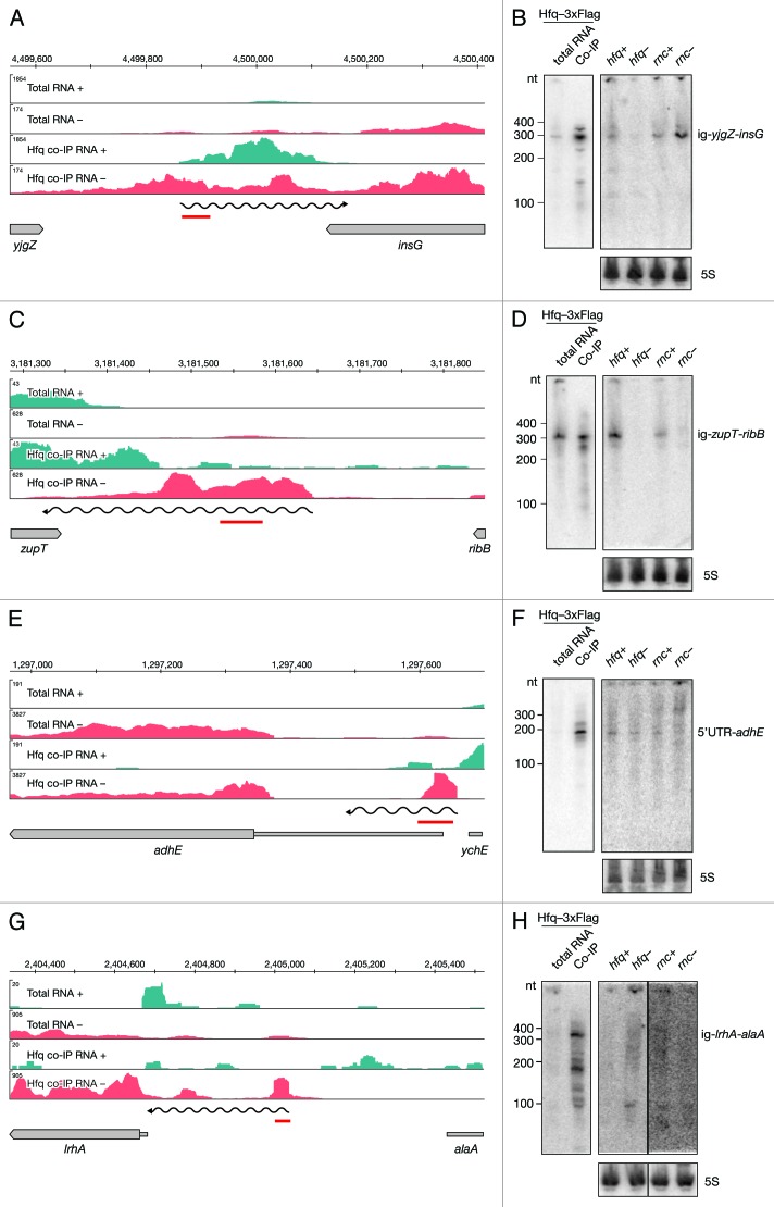 graphic file with name rna-11-641-g6.jpg