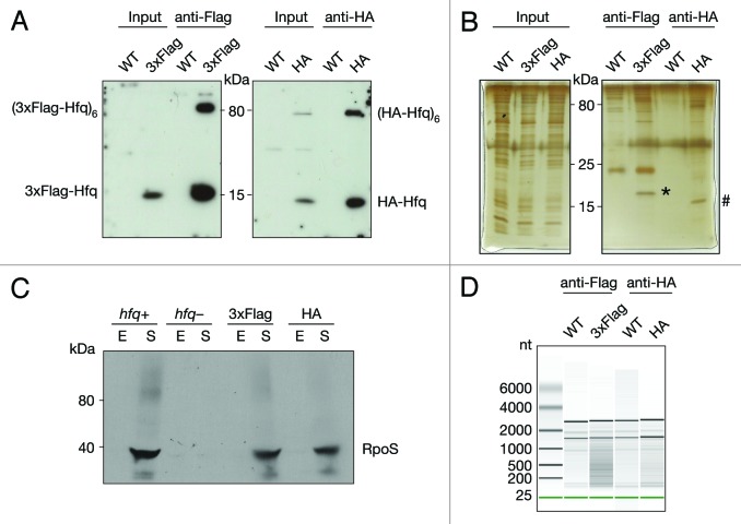 graphic file with name rna-11-641-g1.jpg