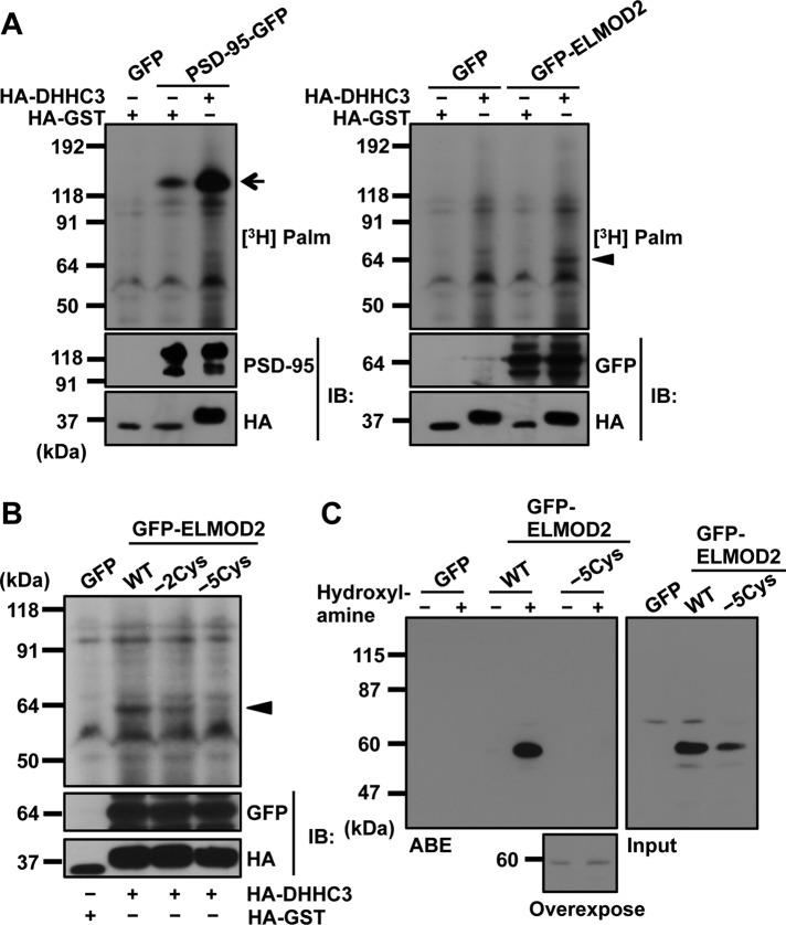 FIGURE 3: