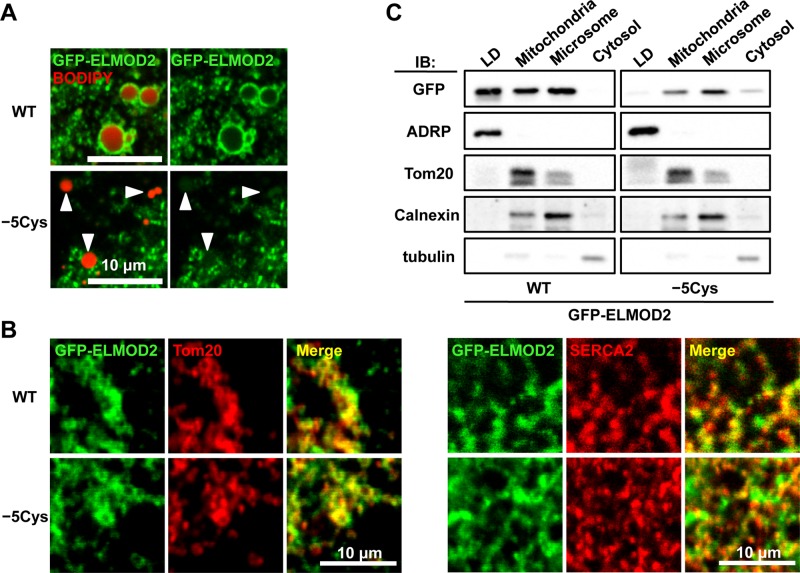 FIGURE 4: