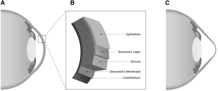 Fig. 1