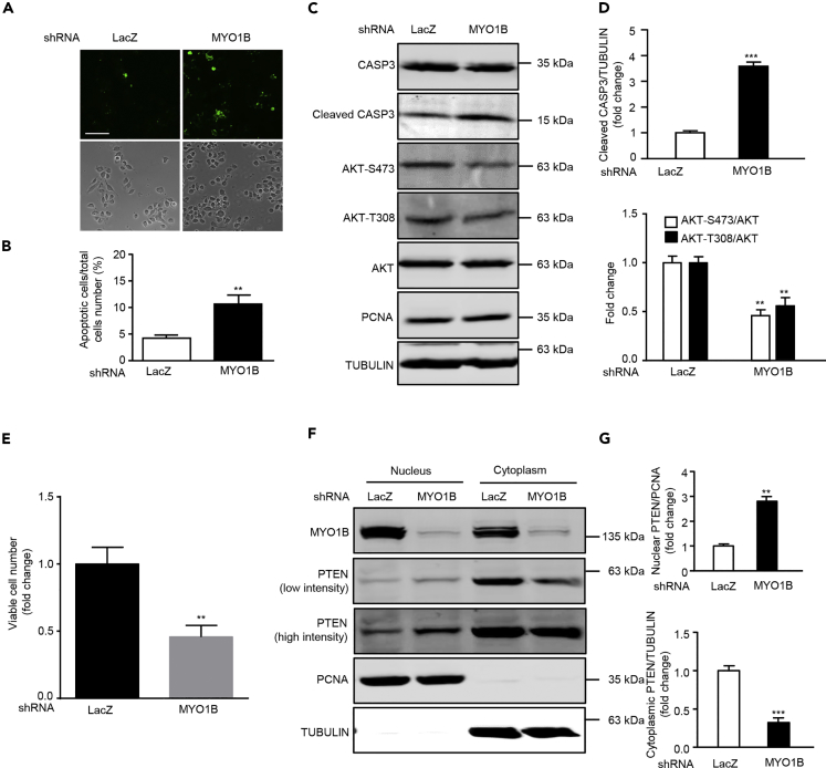 Figure 6