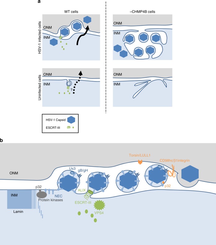 Fig. 10