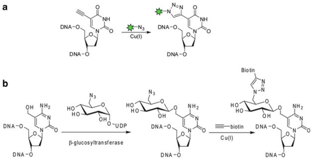 Fig. 12