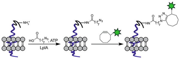 Fig. 2