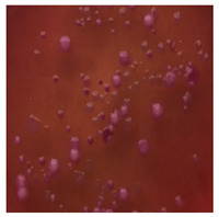 graphic file with name toxics-13-00201-i006.jpg