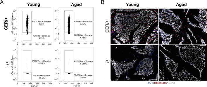 Figure 2—figure supplement 1.