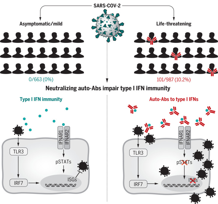 Neutralizing auto-Abs to type I IFNs underlie life-threatening COVID-19 pneumonia.