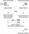 F<sc>ig</sc>. 2.—