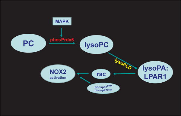 Fig. 10