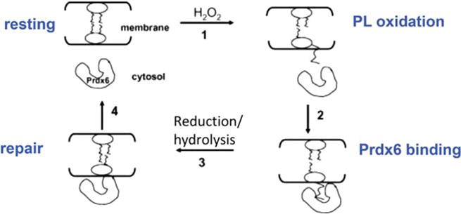 Fig. 8