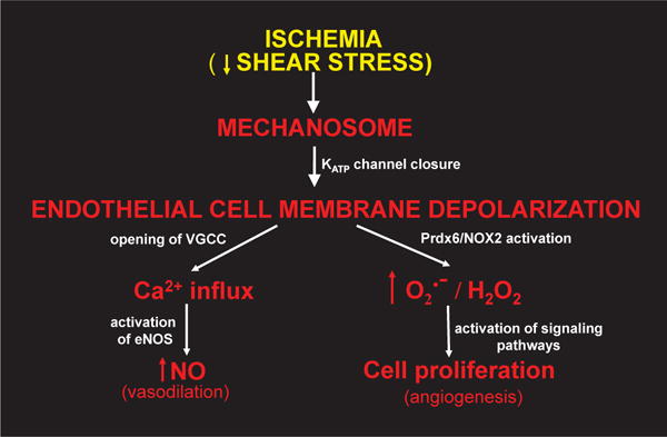 Fig. 11