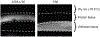 Fig 4.