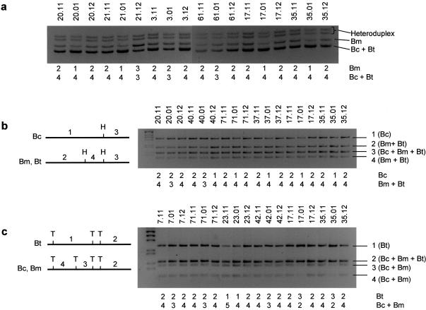 Figure  4