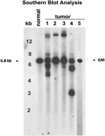 Fig. 4