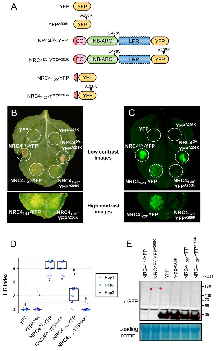 Figure 2—figure supplement 2.