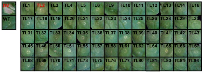 Figure 1—figure supplement 1.