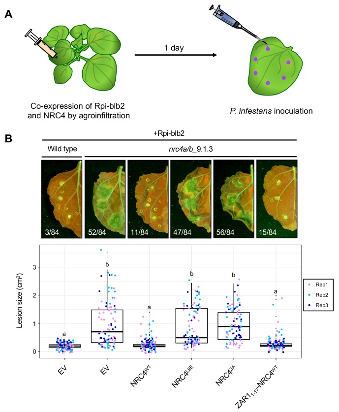 Figure 11.