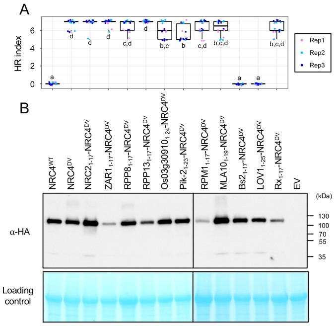 Figure 10—figure supplement 1.