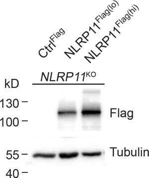 Extended Data Fig. 9