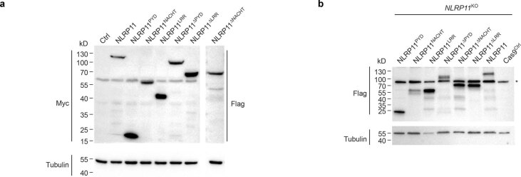 Extended Data Fig. 6