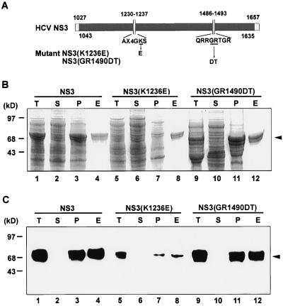 FIG. 1