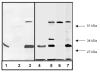 Fig.7
