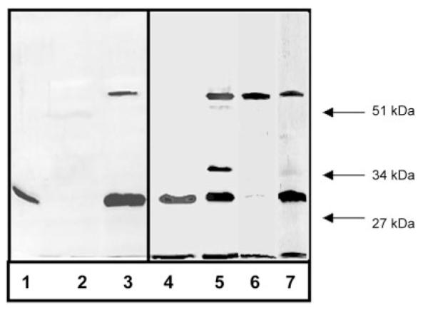 Fig.7