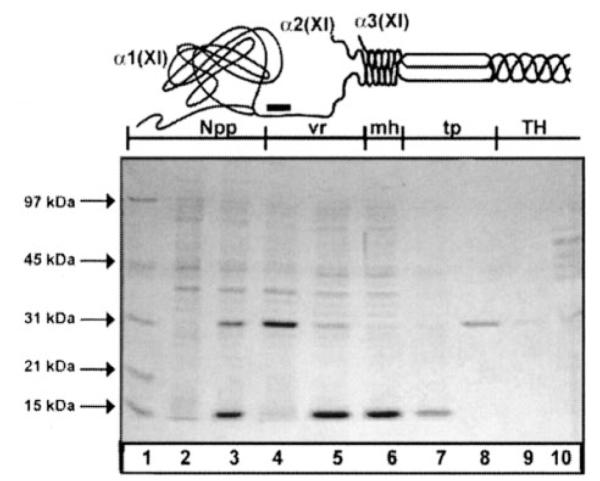 Fig.1