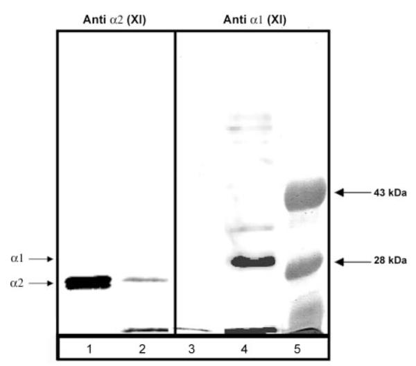 Fig.5